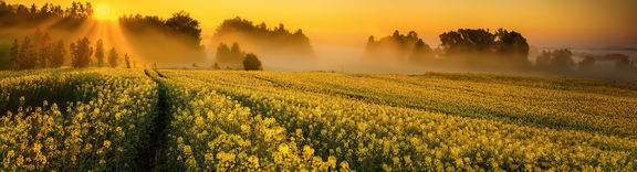 Ex-Thermographie Kameras in einer Rapsölraffinerie 